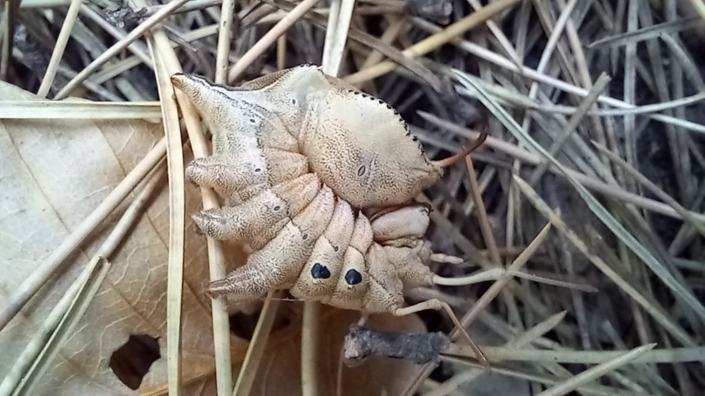 Stauropus fagi - Notodontidae